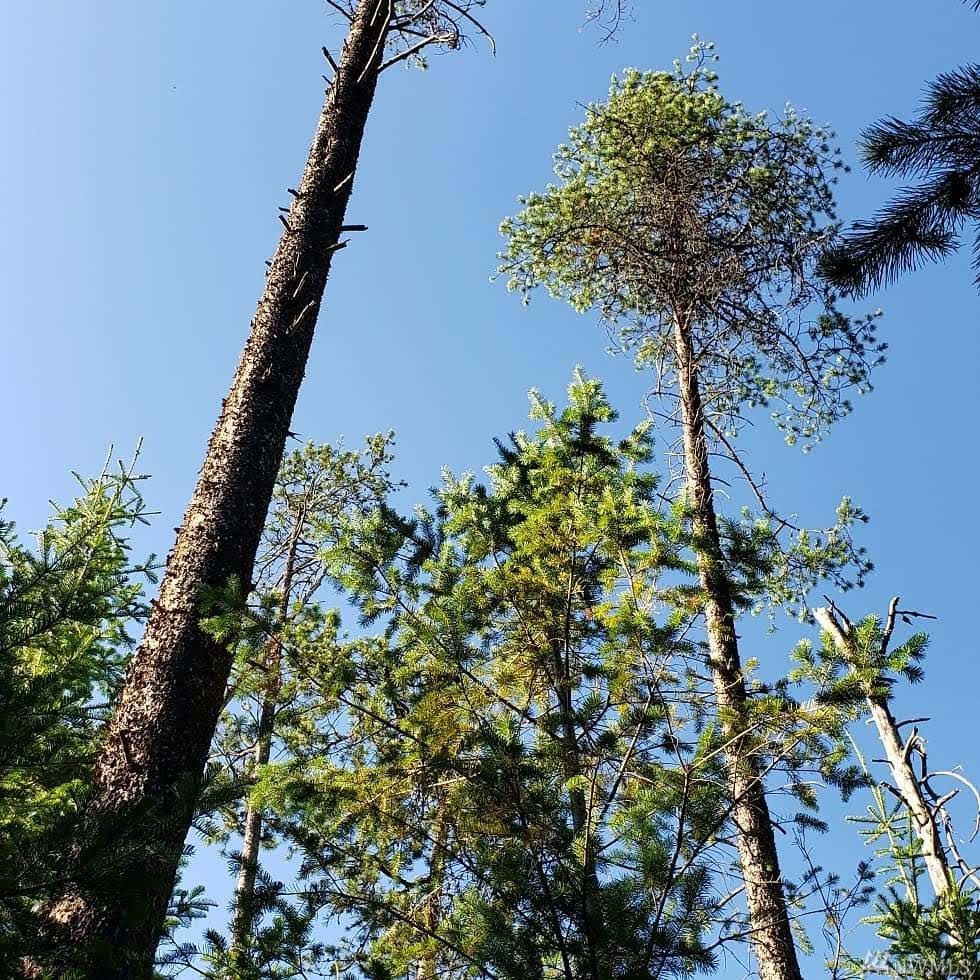 0 NNA E Deer Lake Rd Loon Lake WA 99148