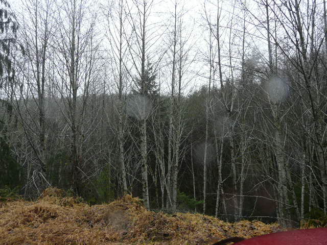 0 XXX Rue Creek Rd Menlo WA 98561