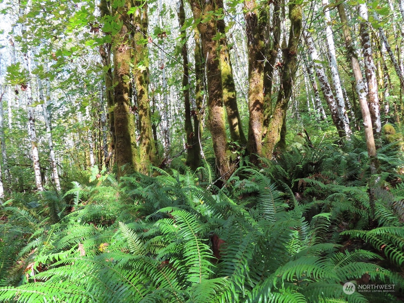 0 XXX Vesta Creek Rd North River WA 98537