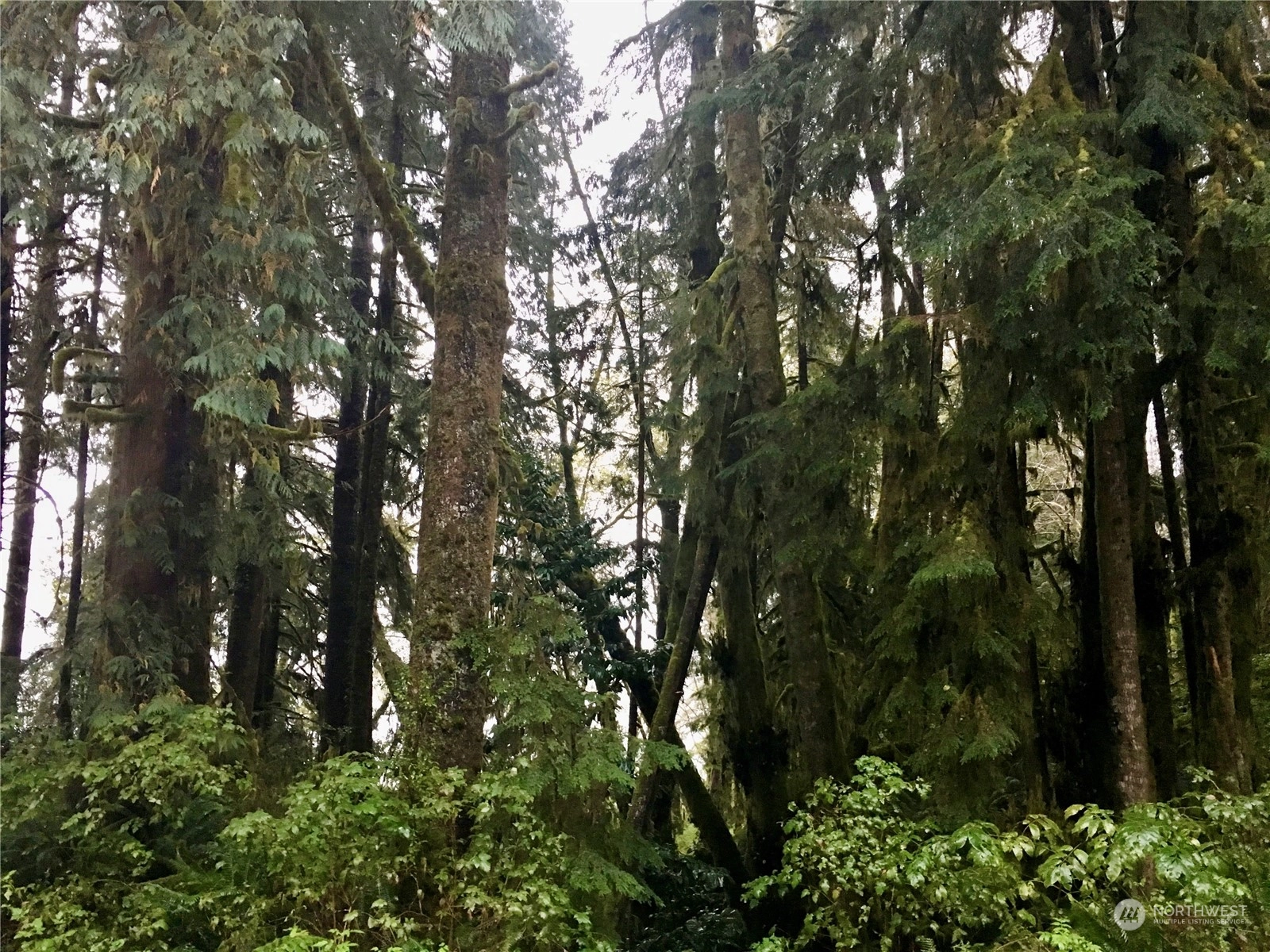 0 XX N Shore Rd Quinault WA 98526