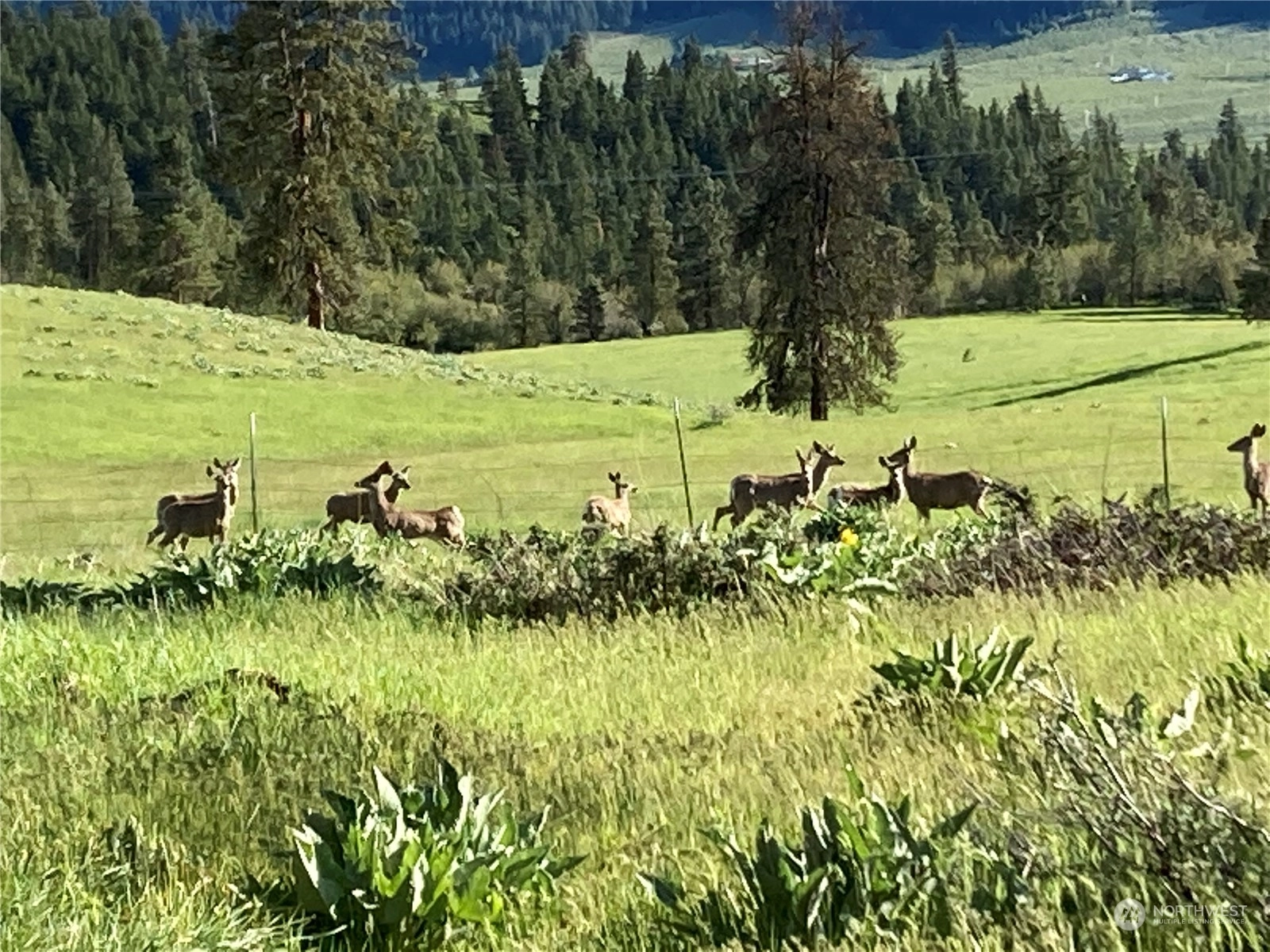 8105 Williams Canyon Rd Dryden WA 98821