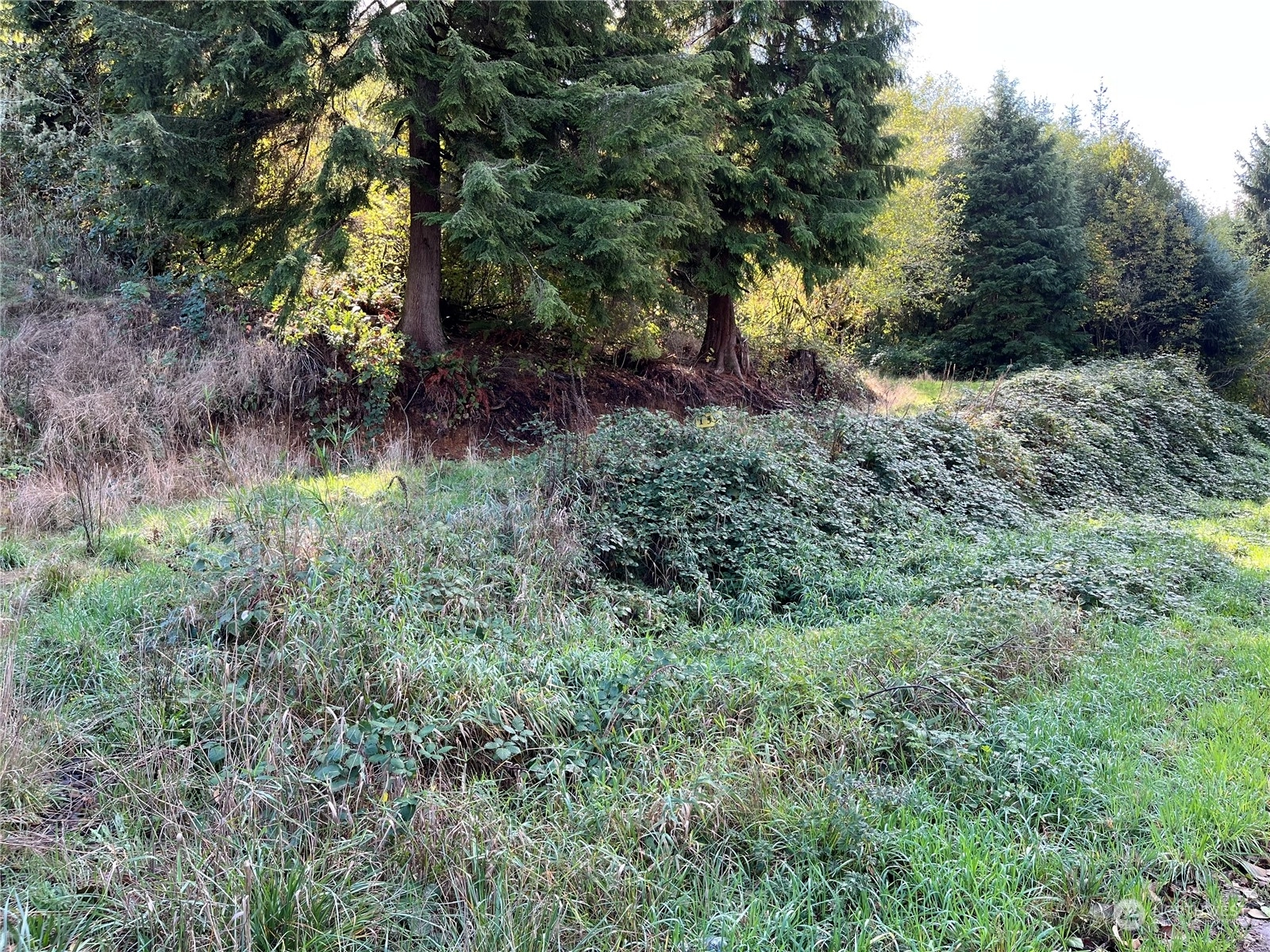 159 Covered Bridge Rd Grays River WA 98621