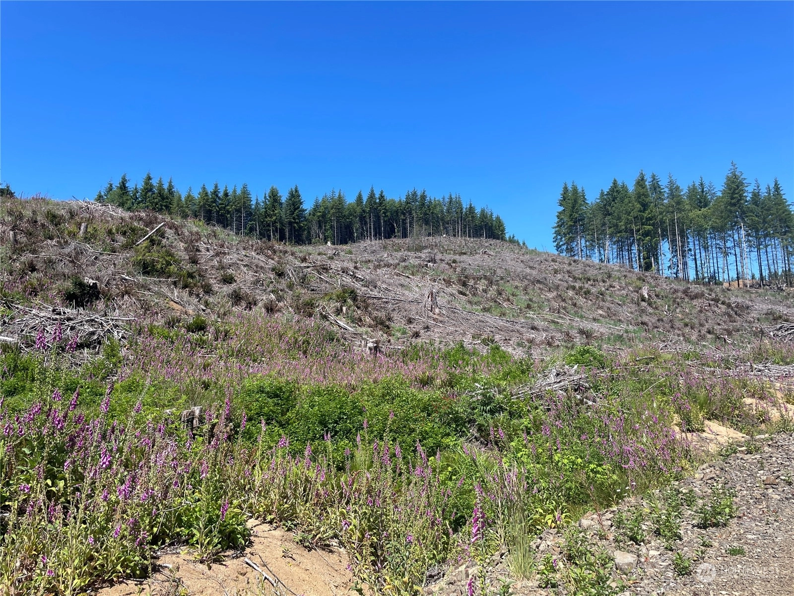 Middle Valley Rd Skamokawa WA 98647