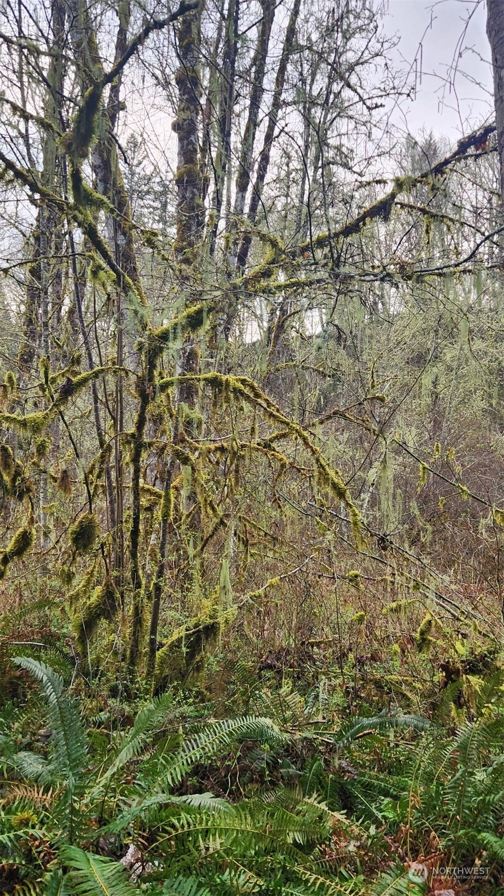 128 Heather Ln Salkum WA 98582