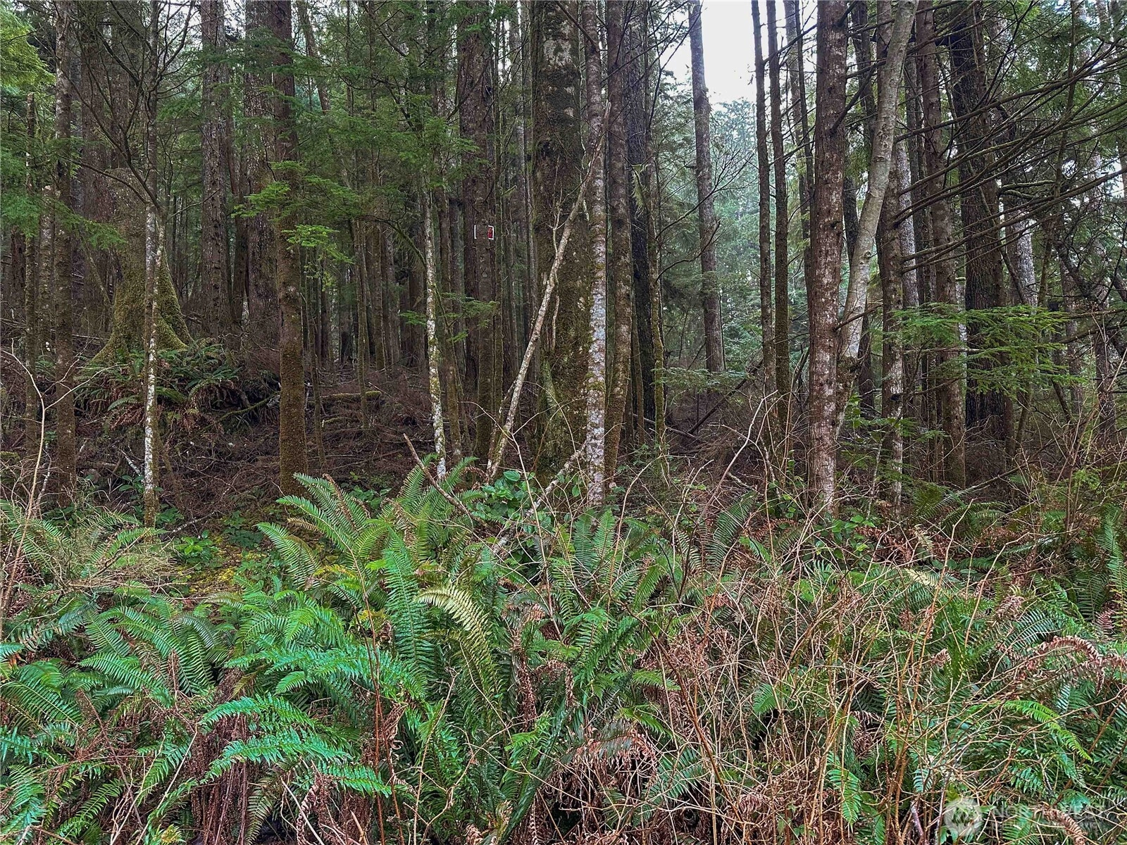 0 TR 15 Salal Dr Copalis Beach WA 98535