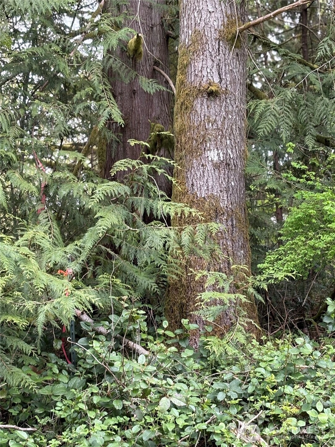 0 Lot 15 W Shore Dr Unit  Lake Cavanaugh WA 98274