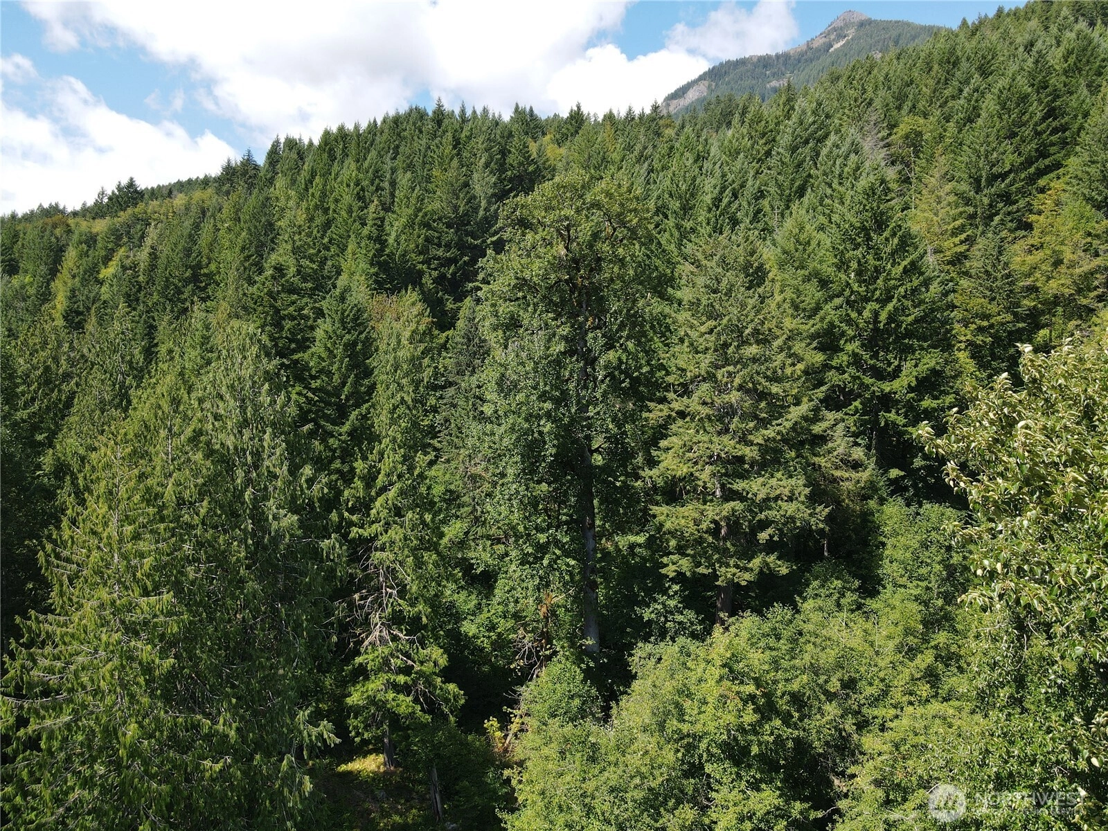 Cannon Rd White Pass WA 98937