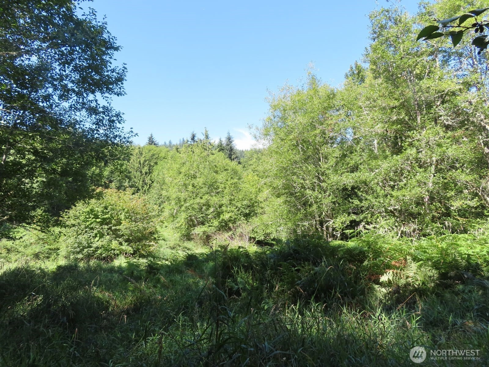 Salmon Creek Rd Mossyrock WA 98564