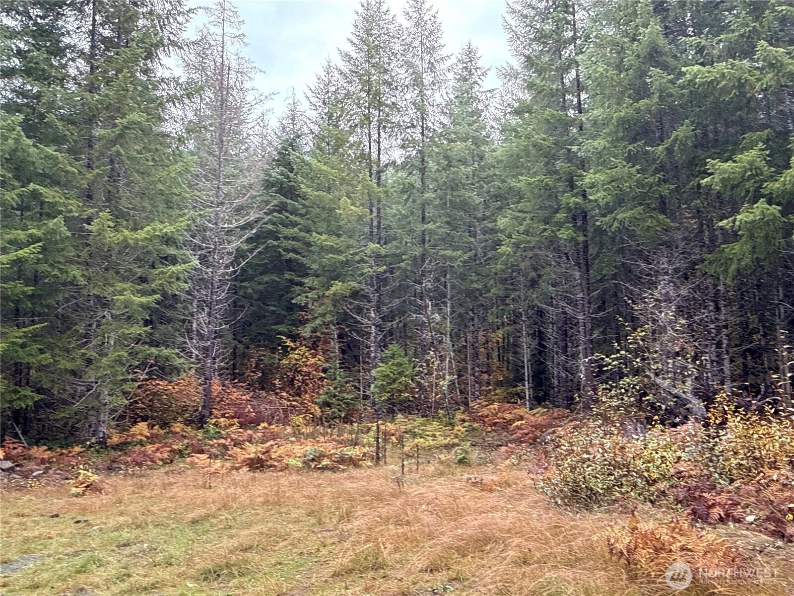 4 XX Forest Road 52 Packwood WA 99338