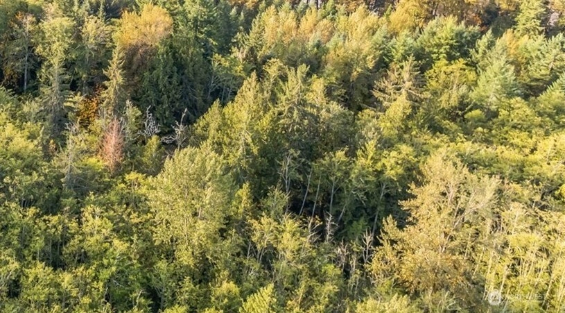 Kolisch Rd E Carbonado WA 98323