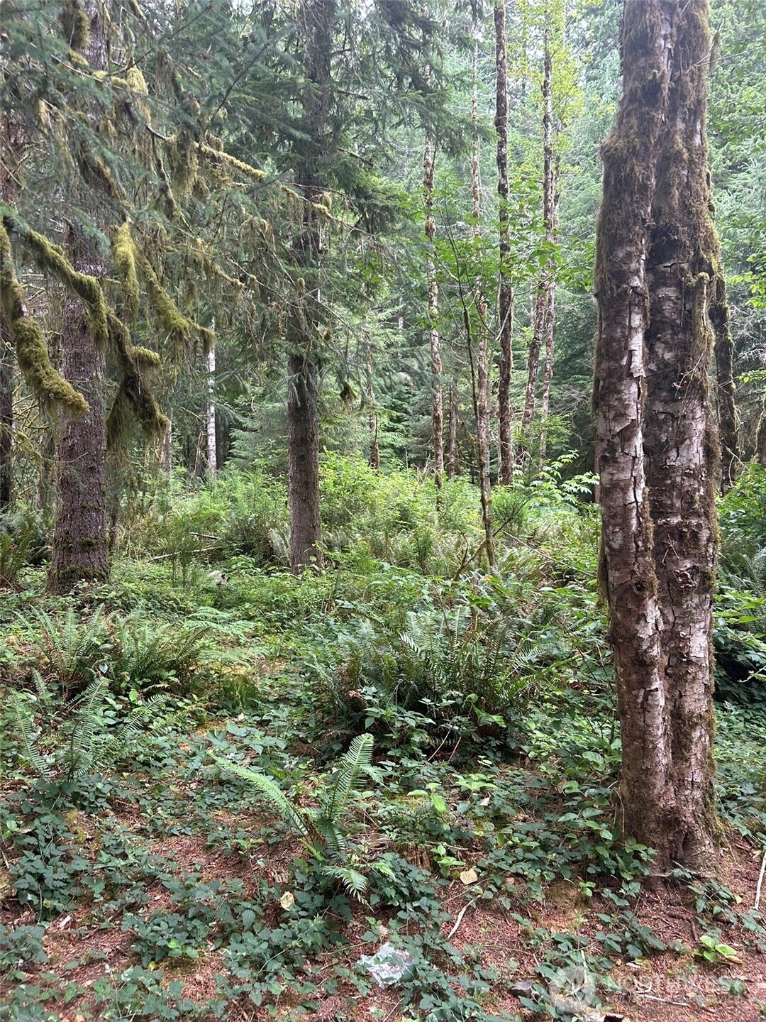 99 Highway 101 Amanda Park WA 98526