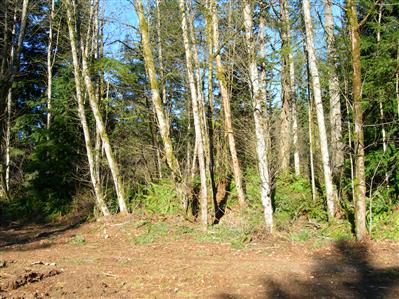 0 Lot 3 Ellie Way Skamania WA 98671