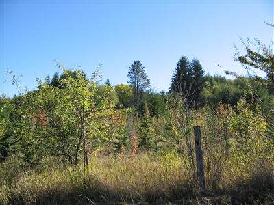 163 Topelt Rd Doty WA 98539