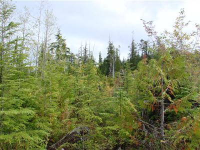0 xxx Off Hwy 101 Neilton WA 98566