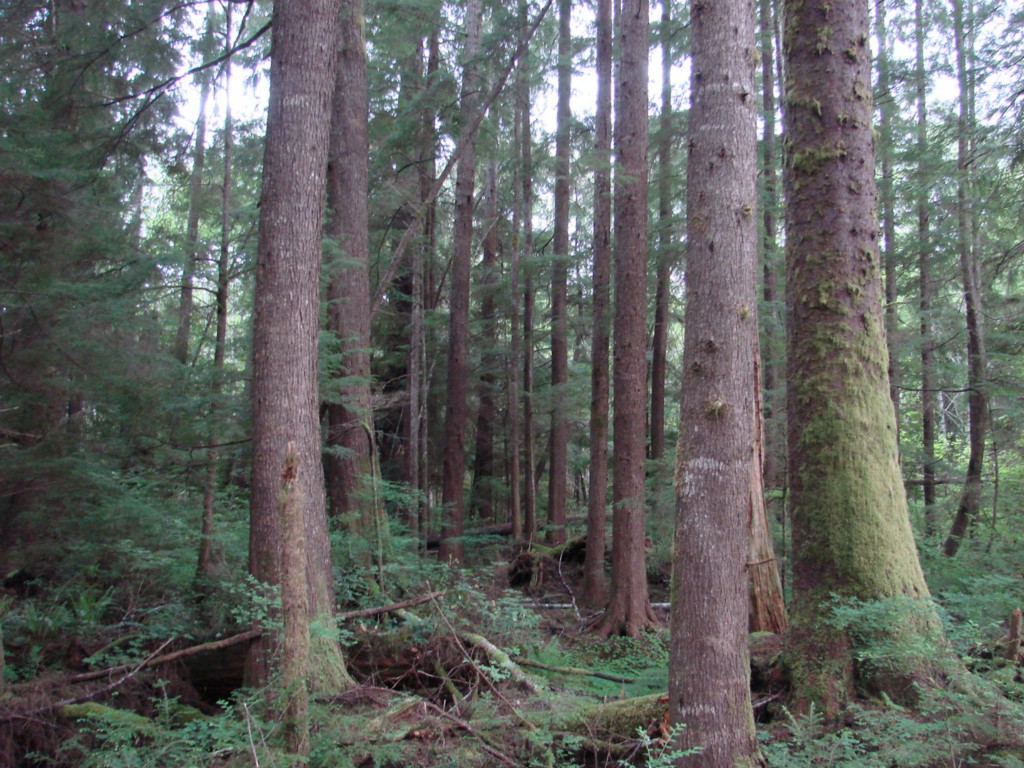 Highway 101 Neilton WA 98566