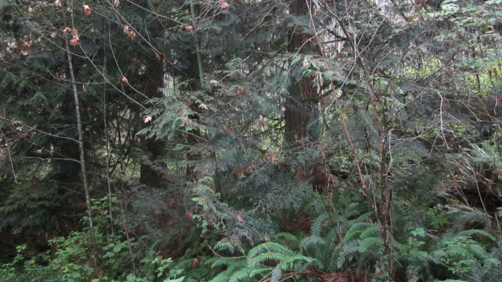 0 XXX Middle Earth Ln Unit  Malone WA 98541