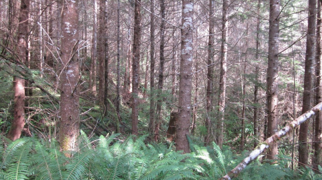 0 XXX State Route 4 Grays River WA 98621