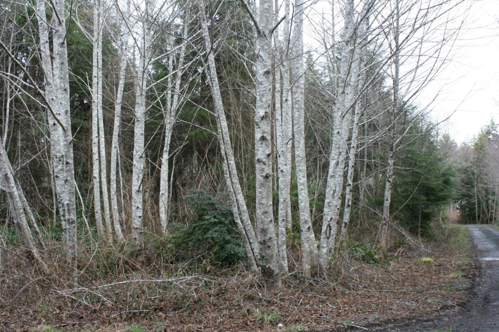 Oregon Lane Unit  Ocosta WA 98520