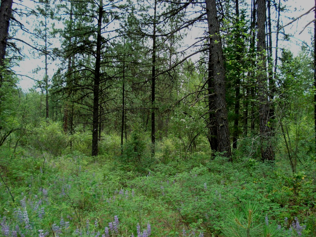 0 TBD Silver Creek Rd Keller WA 99140