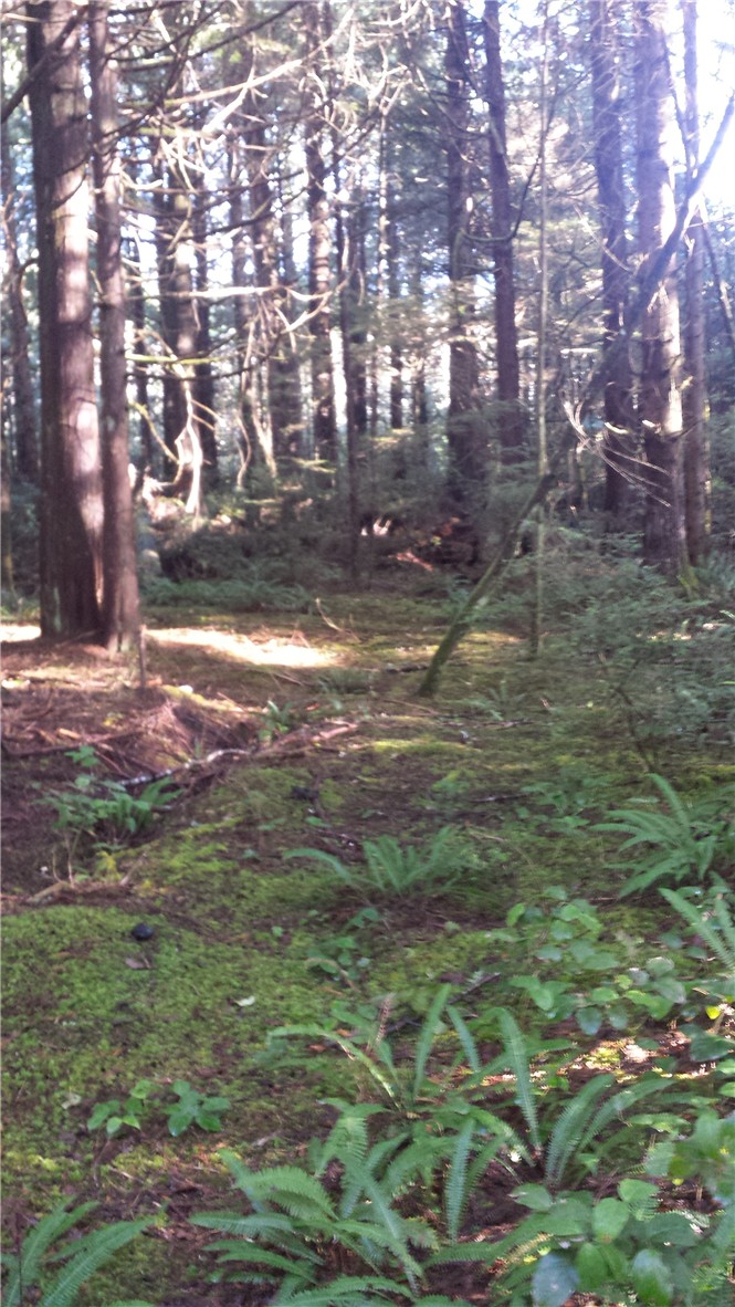 Grenville Dr Taholah WA 98587